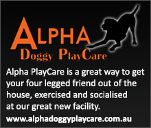 Alpha Doggy PlayCare
