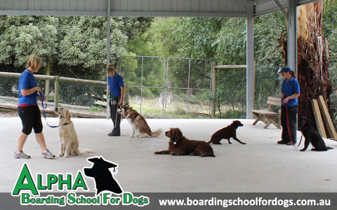 Alpha Boarding School For Dogs